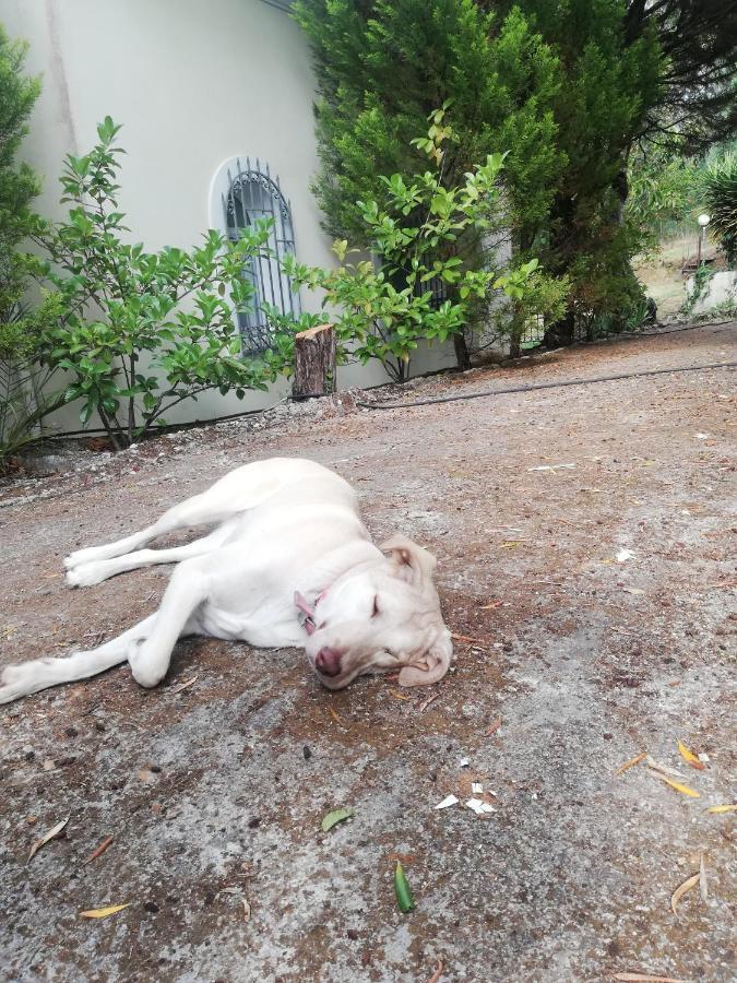 Olea Home Agia Pelagia Chlomou Екстериор снимка